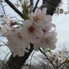 針木浄水場でお花見！