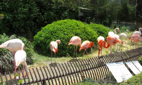 とべ動物園・フラミンゴ